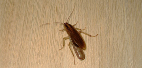 Waar verbergen kakkerlakken zich gewoonlijk in een appartement en kunnen ze uit het riool kruipen?