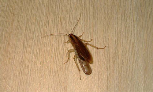 Waar kakkerlakken zich verbergen in het appartement ...