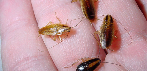 De kakkerlakken zijn gevaarlijk voor de gezondheid van de mens en welke schade ze veroorzaken