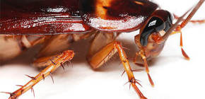 Hoe kakkerlakken in het appartement te vernietigen: overweeg verschillende methoden