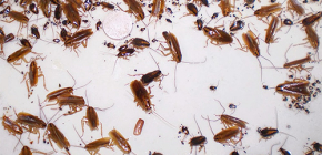 Verwijdering van kakkerlakken uit het appartement: stap voor stap instructies