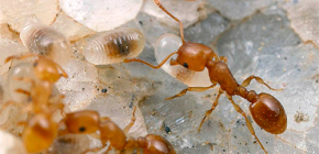 Hoe krijg ik mieren uit een appartement