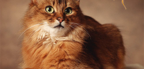 Hoe zich te ontdoen van vlooien van een kat: wij behandelen uw huisdier zelf