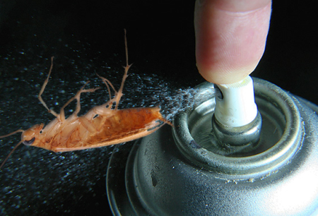 Dichloorvos en het gebruik ervan uit kakkerlakken: beoordelingen en instructies