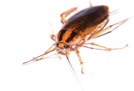 Effectieve remedie voor kakkerlakken Global (Globol)