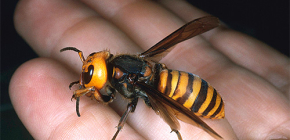 Reuze Aziatische hornet vespa-mandarinia