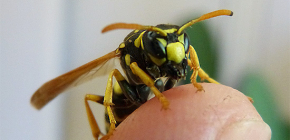 De gevolgen van wespenbeten: wat kunnen gevaarlijke aanvallen van deze insecten zijn?