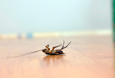 Een effectief gif voor kakkerlakken kiezen