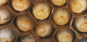 Details over de larven van wespen en de kenmerken van hun levenscyclus