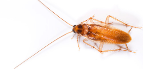 Van het leven van rode kakkerlakken