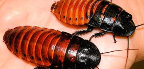 Over het leven van Madagascar sissende kakkerlakken en hun onderhoud thuis