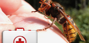 Wat te doen als een hornet bijt en hoe deze gevaarlijk kan zijn voor de gezondheid