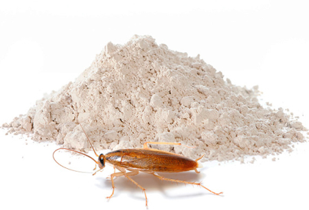 Cockroach-poeders: een overzicht van effectieve middelen