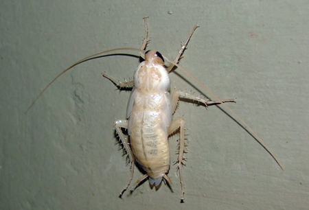 Witte kakkerlakken in het appartement - wat voor soort albino's zijn dat?