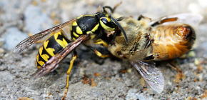 Methoden om met wespen in de bijenstal om te gaan: hoe de bijen te redden van aanvallen