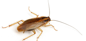 Foto's van verschillende soorten binnenlandse kakkerlakken