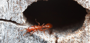 Hoeveel mieren leven er meestal en hoe is hun leven in een mierenhoop