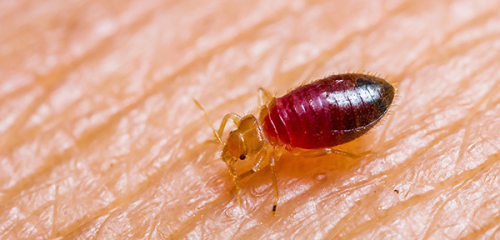Welke insecten eten en hoeveel ze kunnen leven zonder menselijk bloed