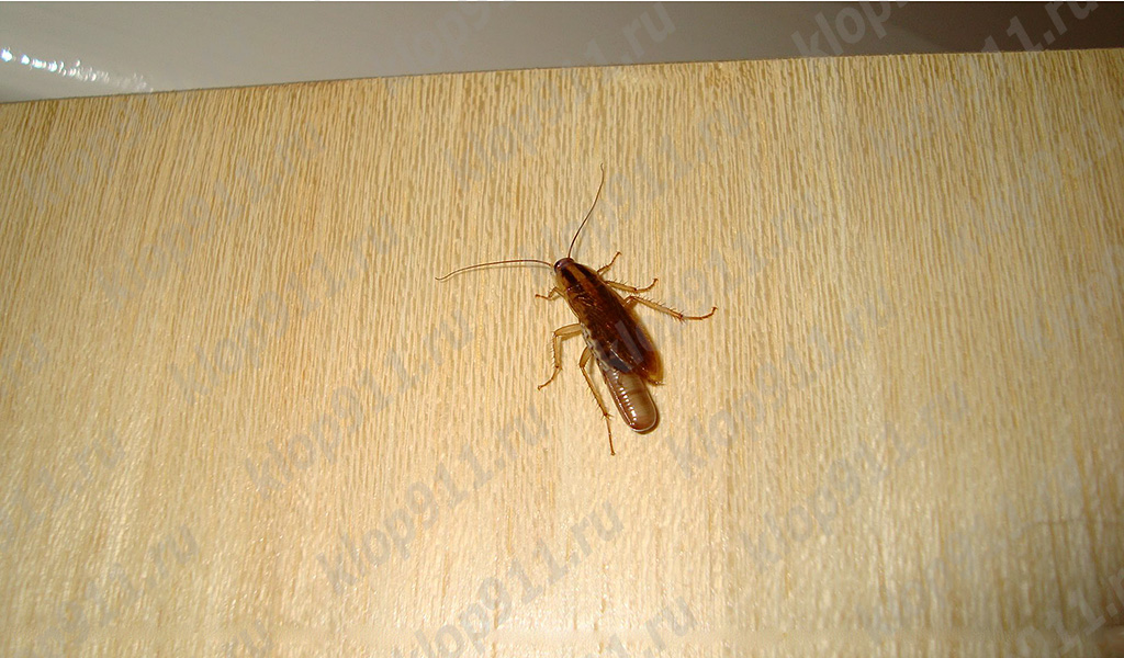 Vrouwelijke kakkerlak met een ei (oedeem)