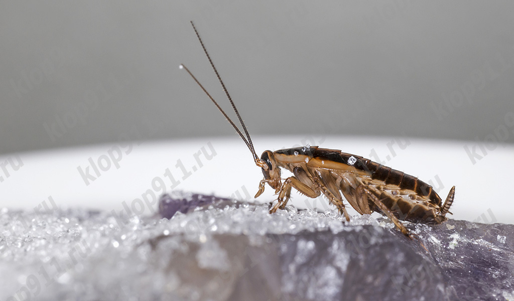 Omnivore kakkerlakken