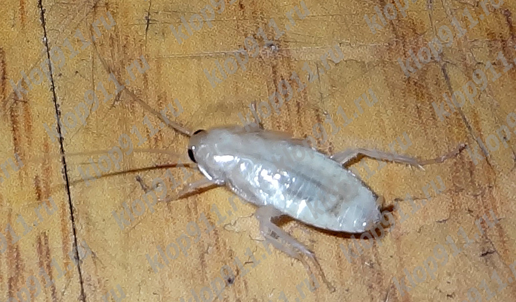Albino-kakkerlak