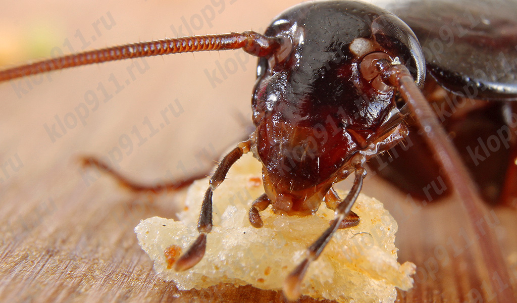 Kakkerlak eet brood (macro foto)