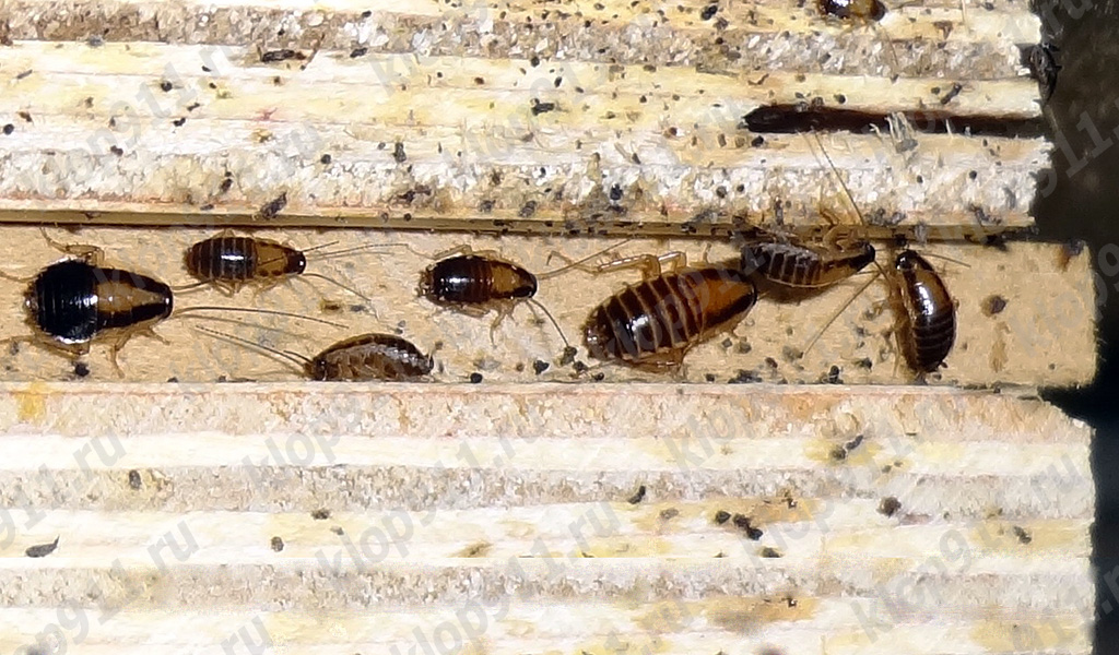 De opeenhoping van nimfen rode kakkerlak in meubels